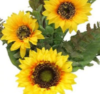 
              26" Sunflower Bush Yellow/Dark Green
            