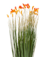 
              Orange Grass Bush With Blooms
            