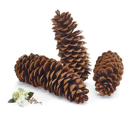 Natural Pine Cones- Set of 3