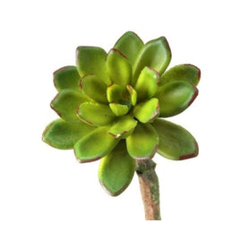 5" Plastic Star Chick Green Succulent