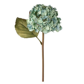 18" Just Dried Garden Hydrangea Stem- Teal Green